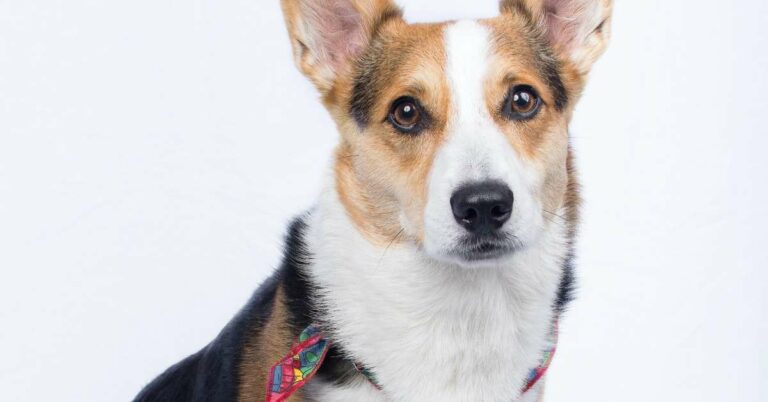 Spotting the Telltale Signs of UTI in Dogs: A Must-Read Guide!