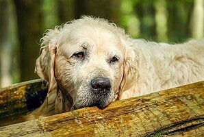 signs that your dog is getting old