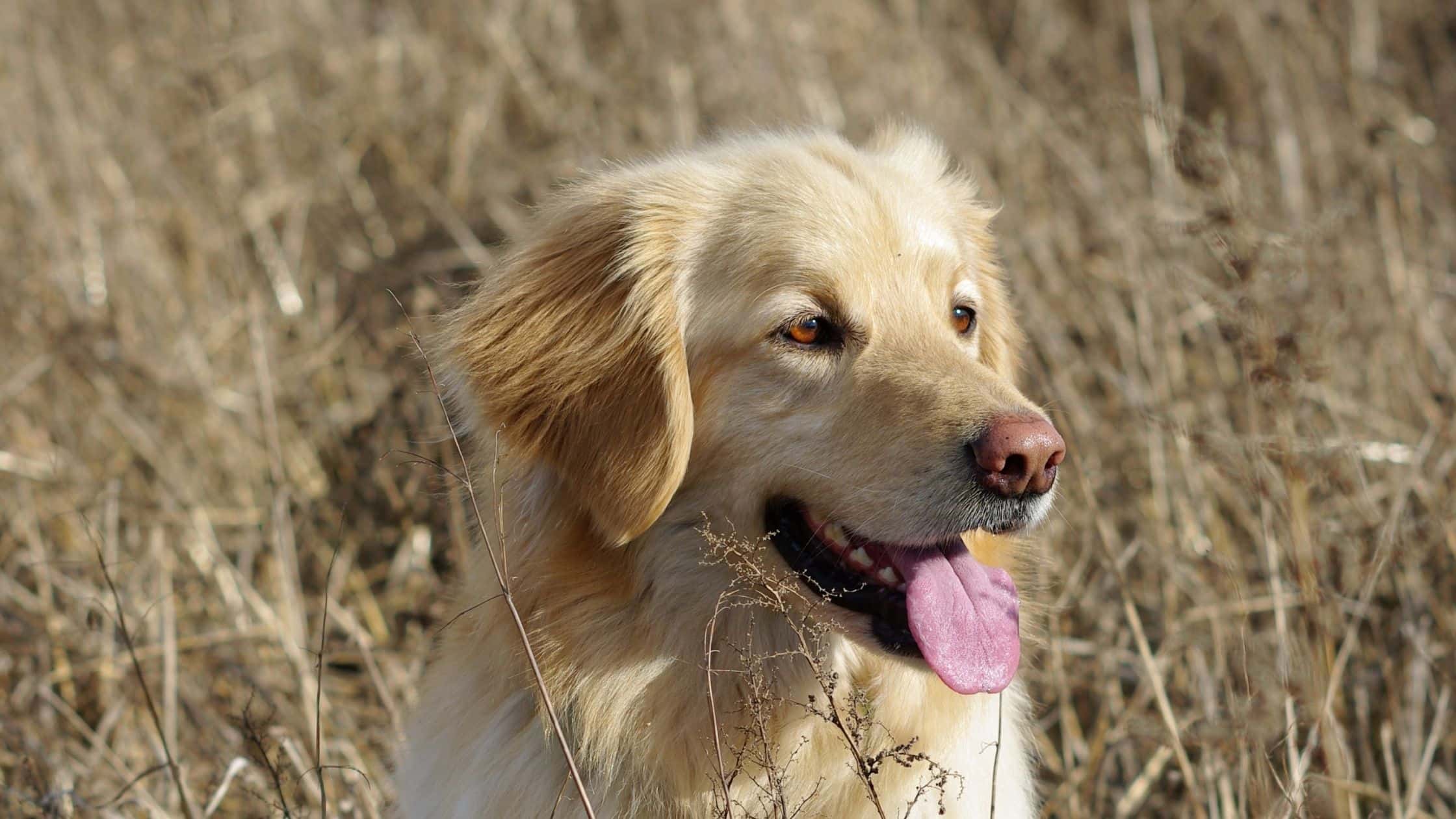 signs that your dog is getting old