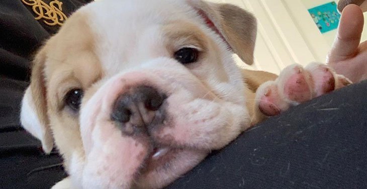 skyetheenglishbulldog