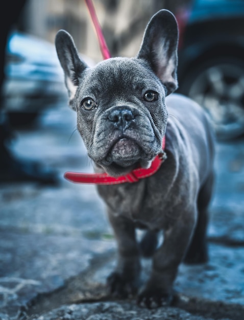 selective focus closeup of a french bulldog standing