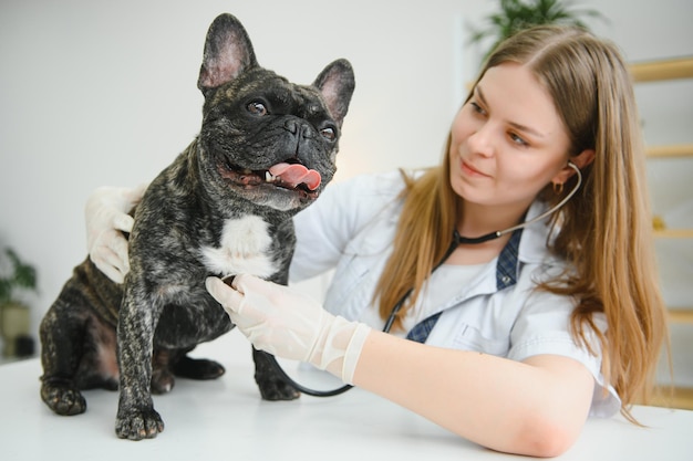 woman examines the dog and pet her animal healthcare hospital with professional pet help