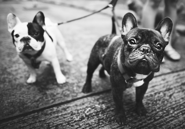 young french bulldogs with leashes walking on street side