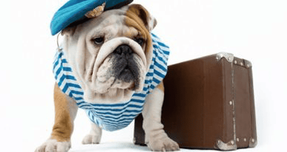 5 Amazing Dog Travel Tips to Make Your Pet Safe