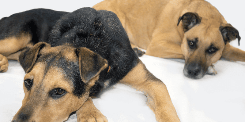 Adopting a rescue dog