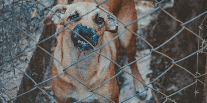 Adopting a rescue dog