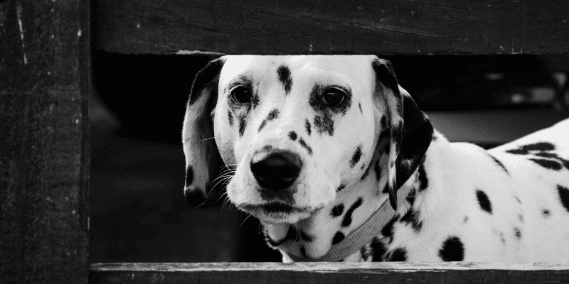 Adopting a rescue dog