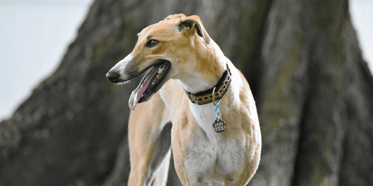 Adopting a rescue dog