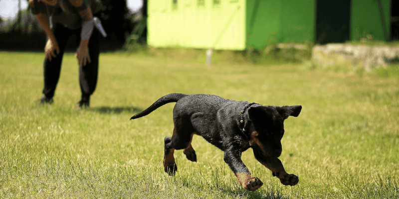 Adopting a rescue dog