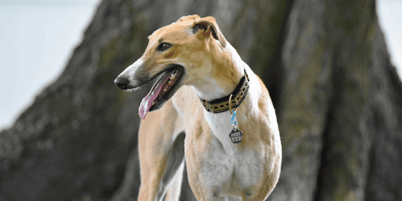 Adopting a rescue dog