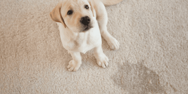 are dog pee pads biodegradable