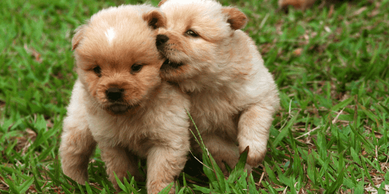 Are puppy pads recyclable