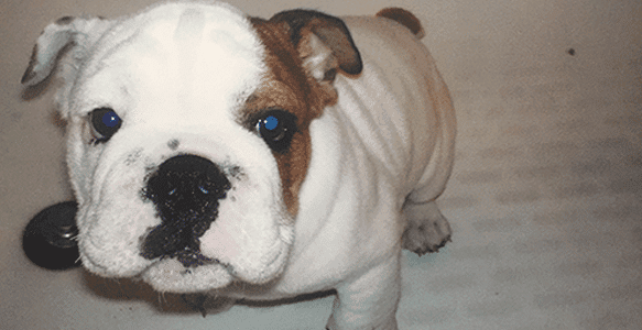 basics of housetraining your puppy