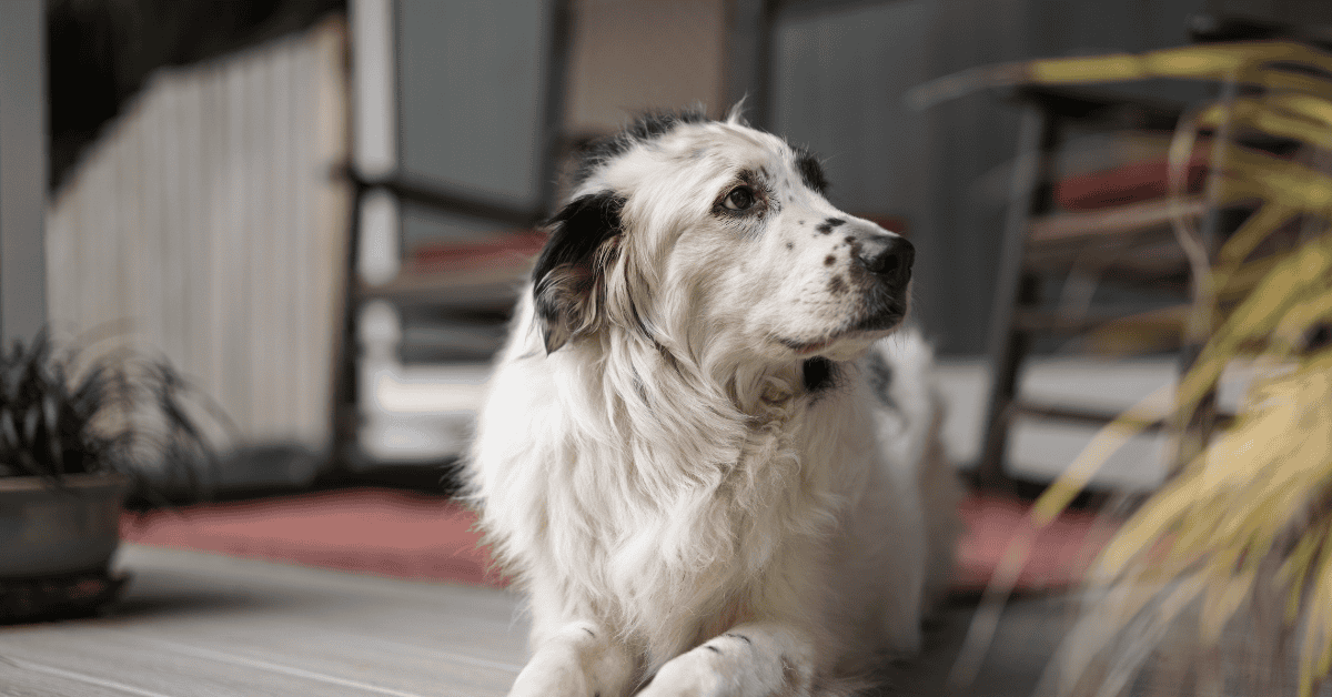 best dog food for senior dogs