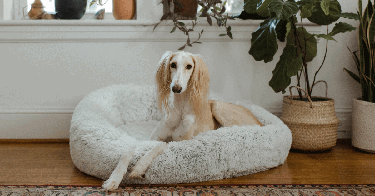 best washable dog bed