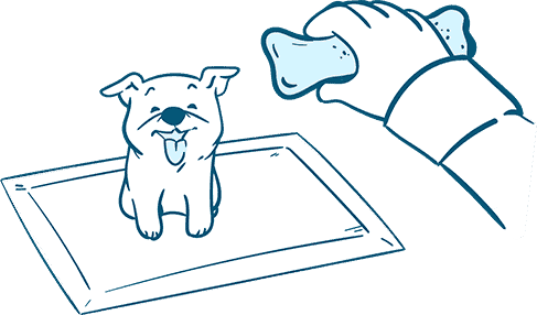 Give Your Dog Rewards During Bulldog Potty Training