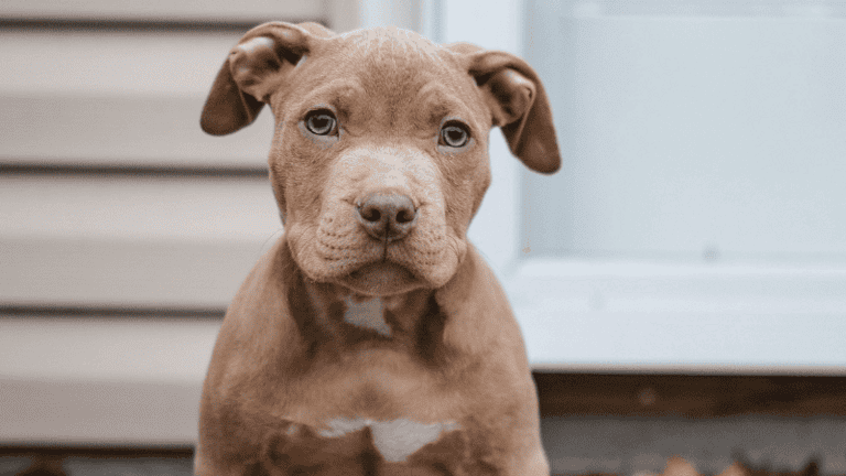 How to Train A Pitbull – 5 Effective Ways To Train an Aggressive Pit Bull