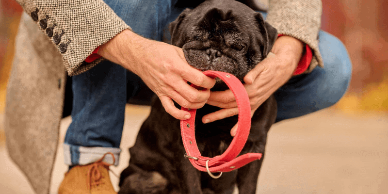 no shock dog training collar