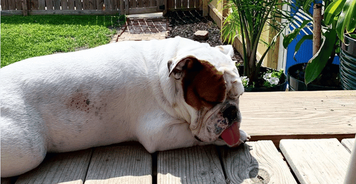 Resource Guarding Between Dogs