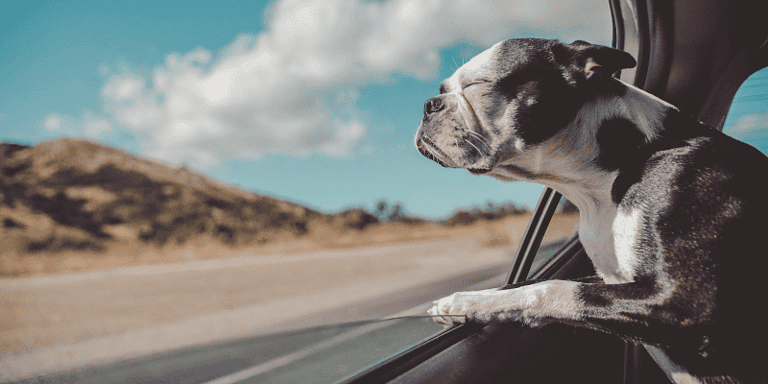 travel with puppies